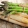 Spargel (Asparagus) Means Spring in Bavaria, and so much more (NF)